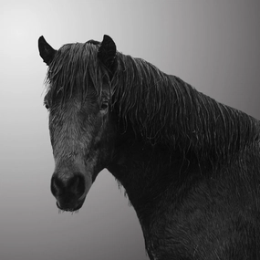 39X39 BLACK HORSE ON CANVAS artistic wall mural