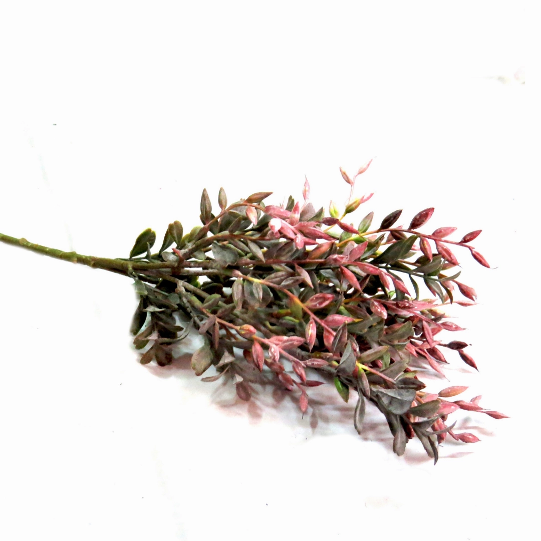 Abelia Beauty