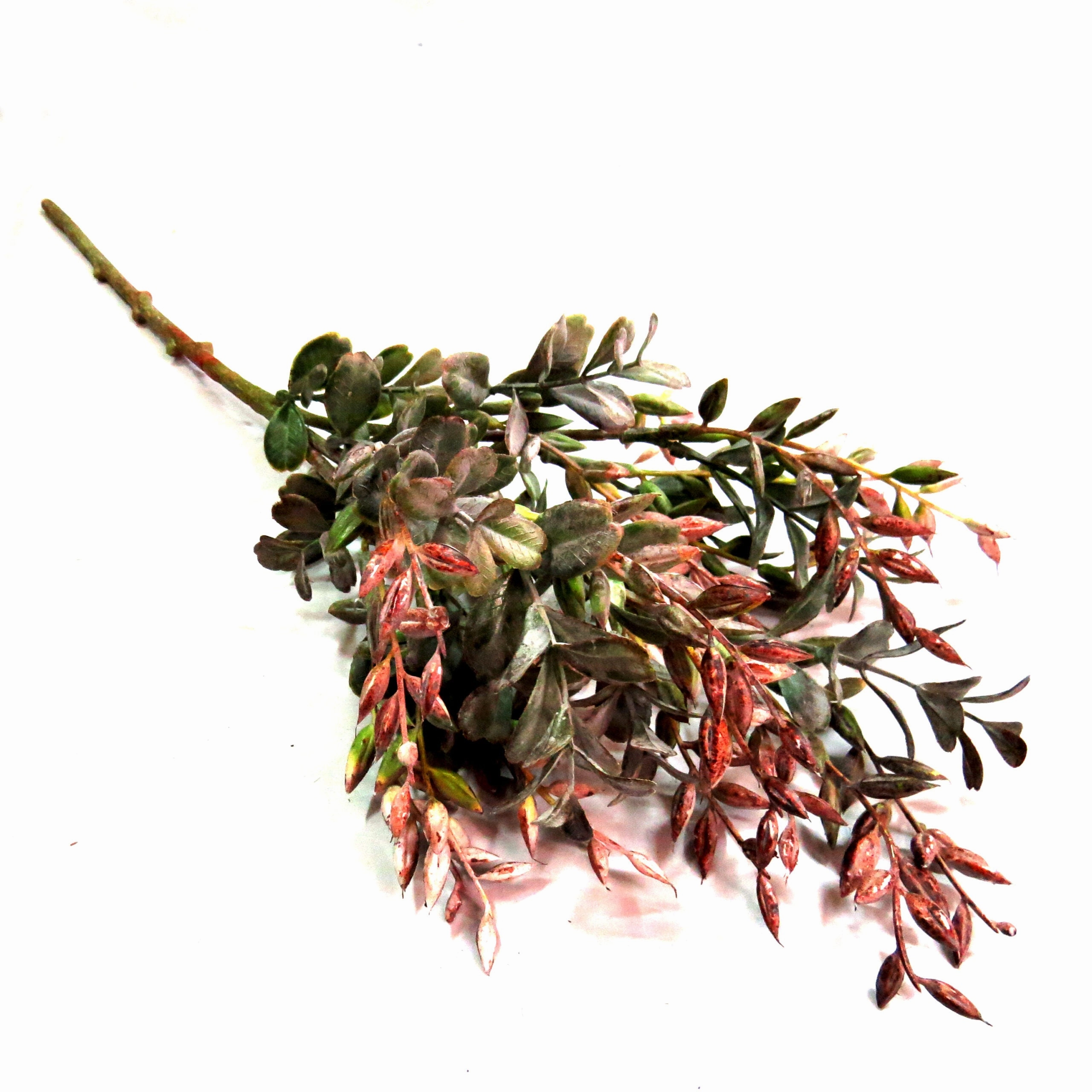 Abelia Perfect Glow