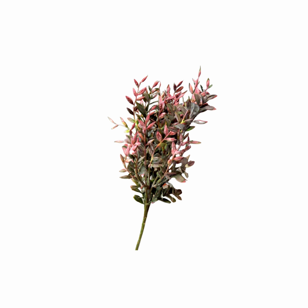 Abelia Perfect Glow