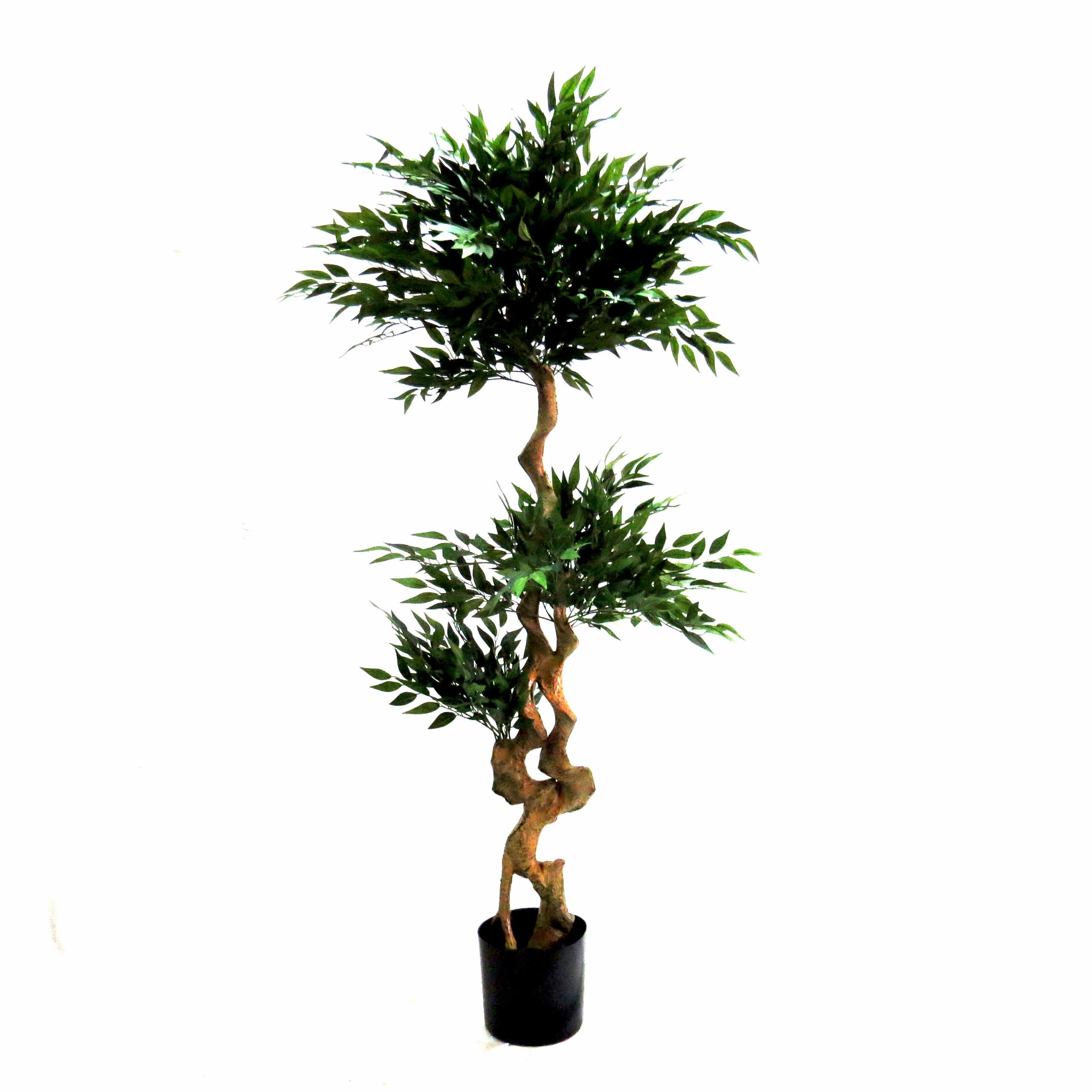 Acacia Tree Topiary