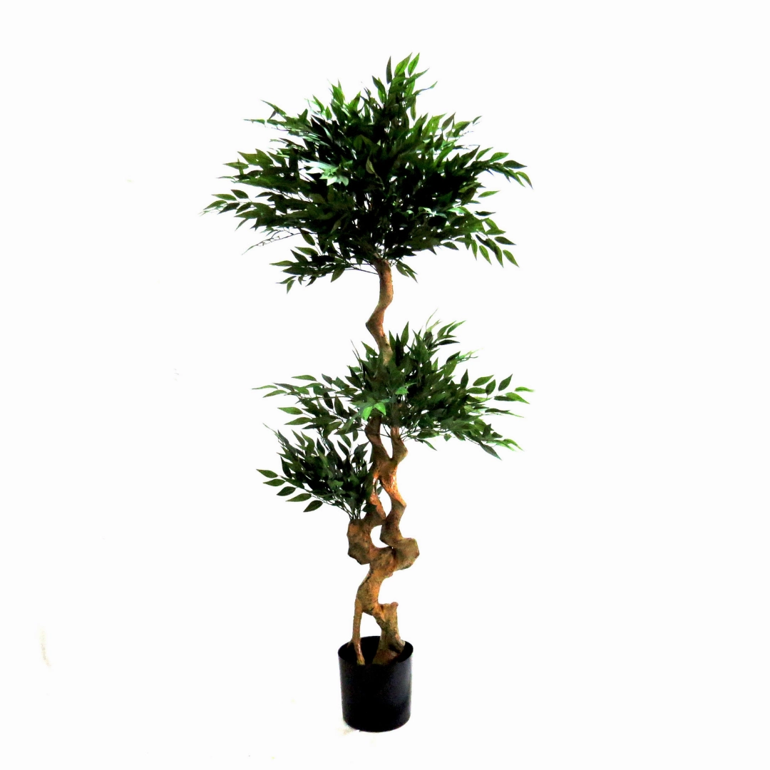 Acacia Tree Topiary