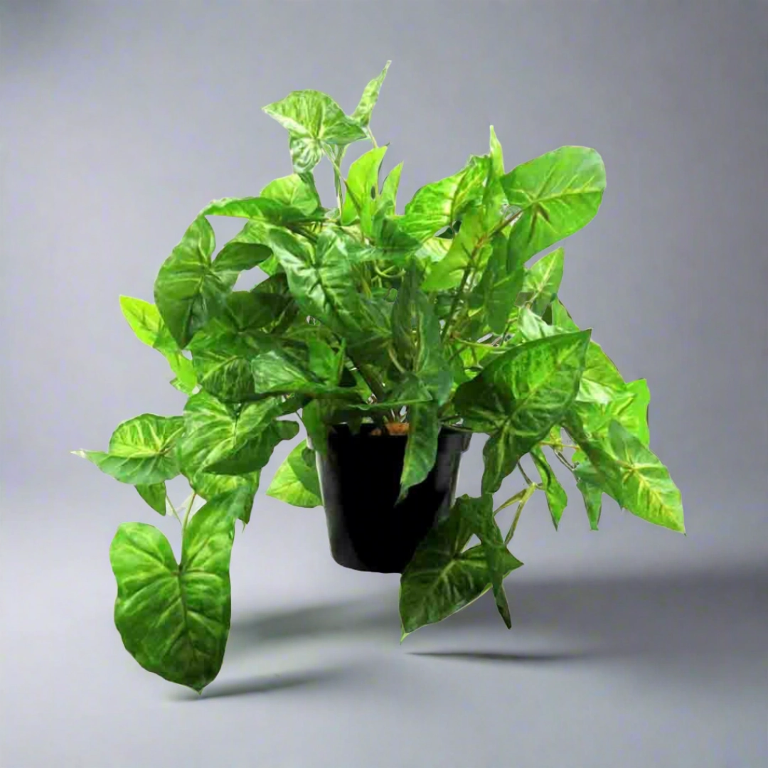 African Evergreen Plant decorative home ornament