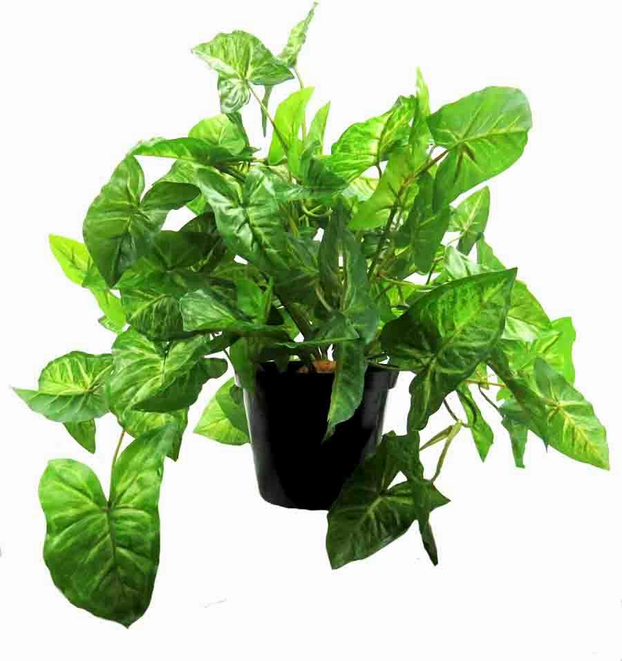 African Evergreen Plant