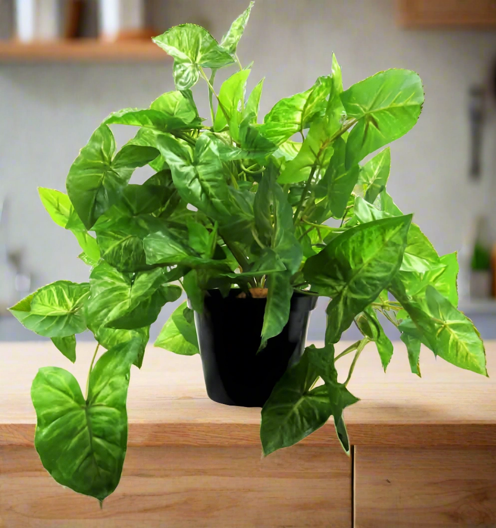 African Evergreen Plant