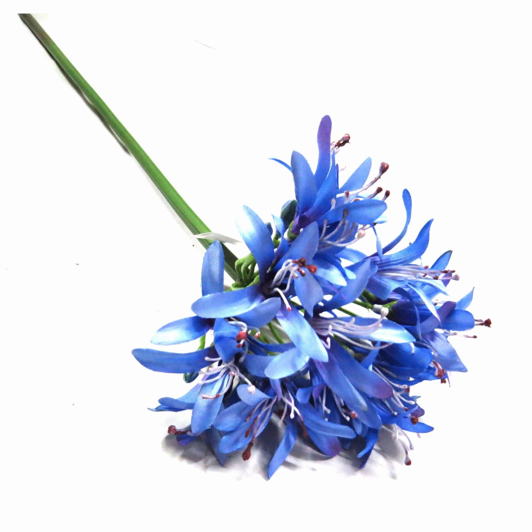 Agapanthus African Blue