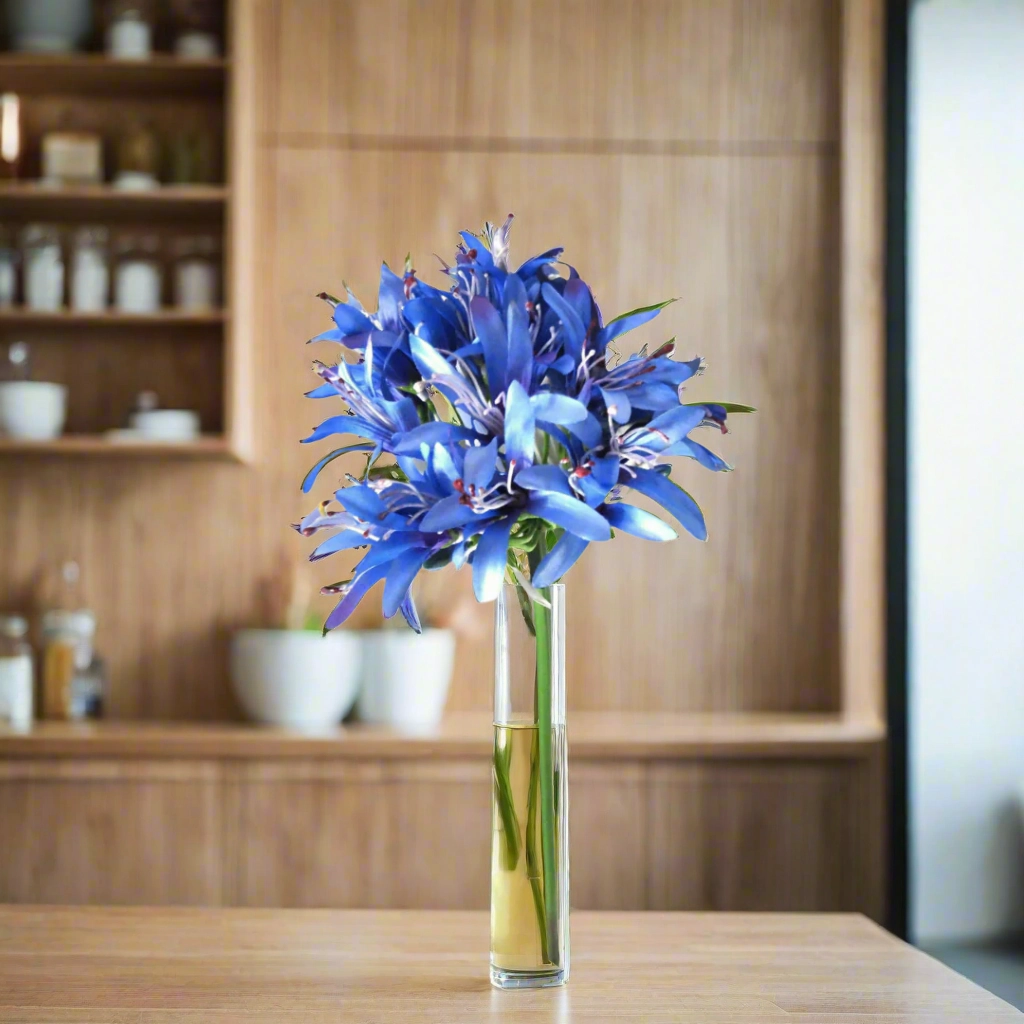 Agapanthus African Blue