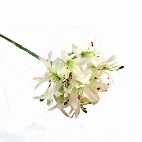 Agapanthus African White
