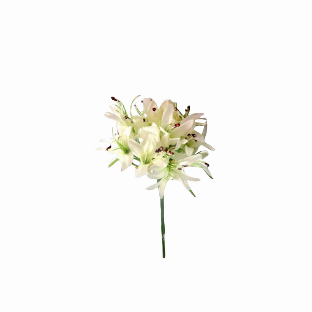 Agapanthus African White