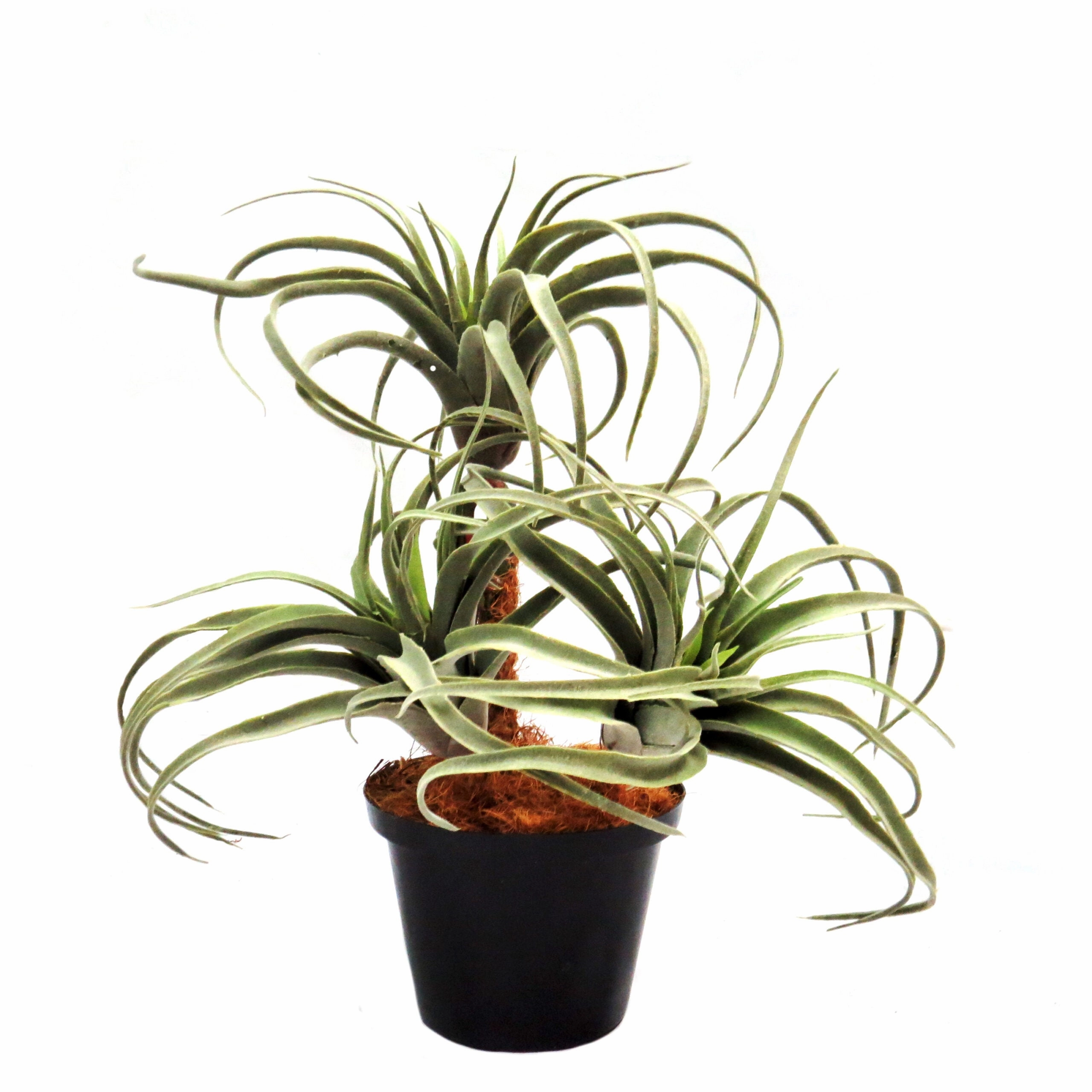 Airplant Atmosphere