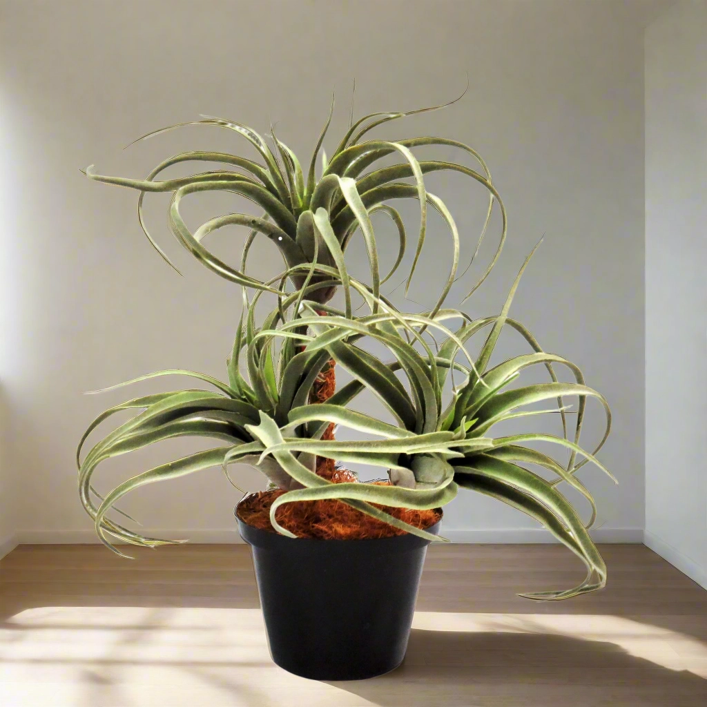 Airplant Atmosphere