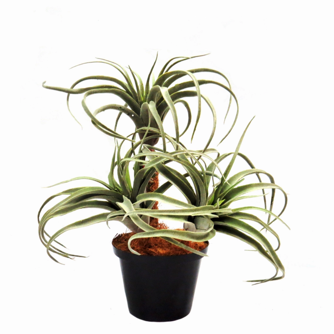 Airplant Atmosphere