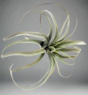 Airplant Skyward decorative home ornament