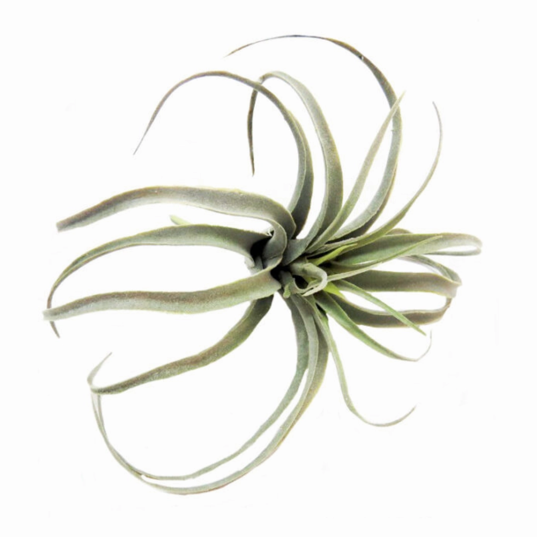 Airplant Skyward