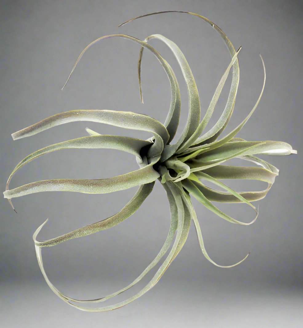 Airplant Skyward decorative home ornament