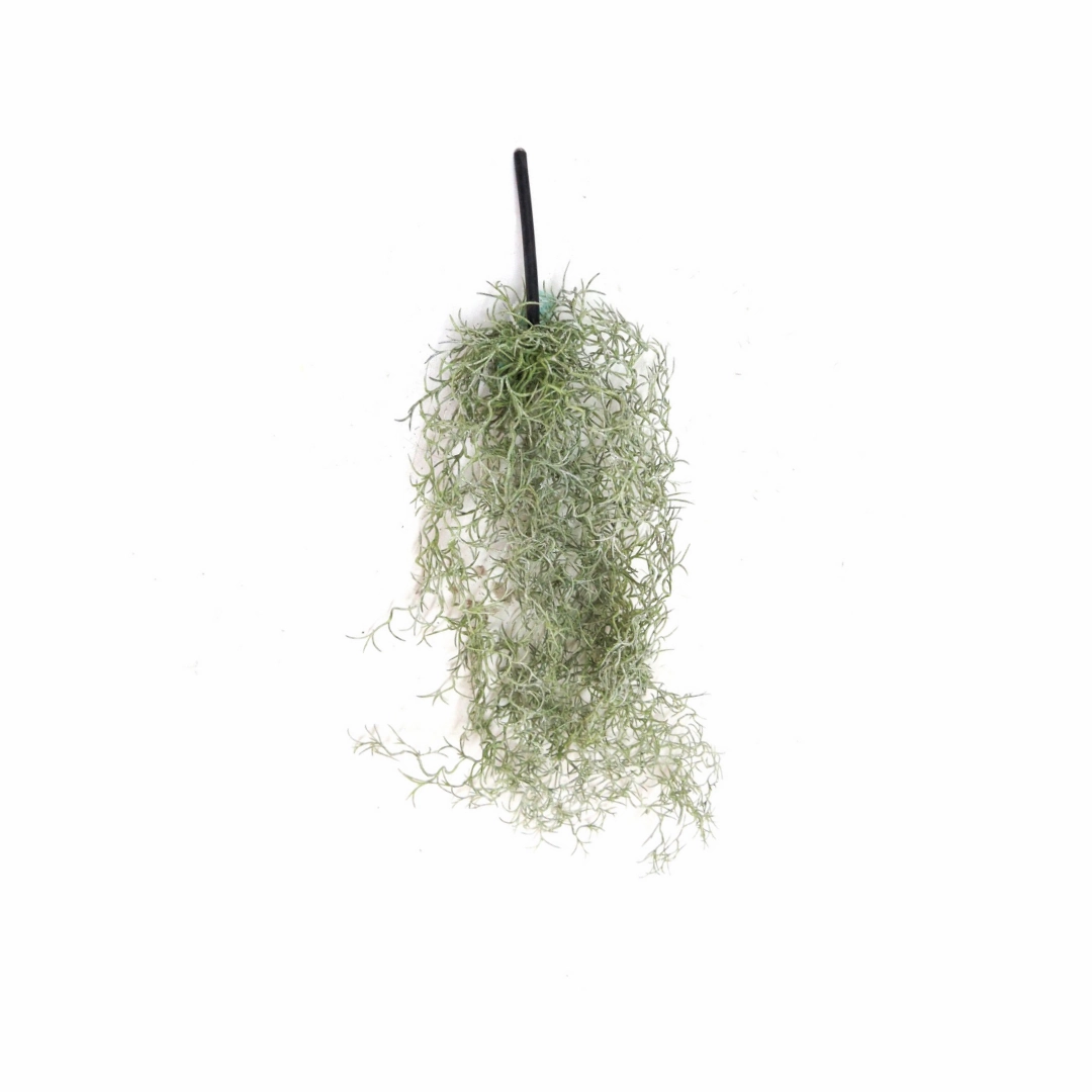 Airplant Windward