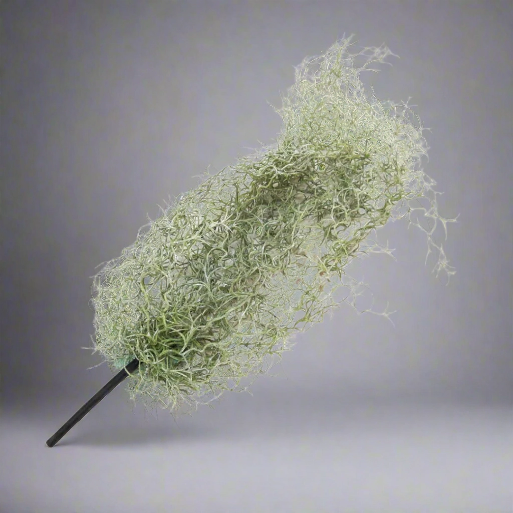 Airplant Windward decorative home ornament