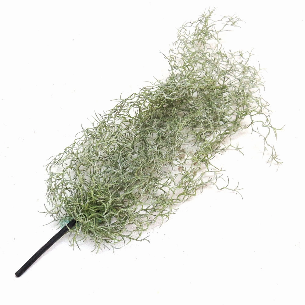 Airplant Windward