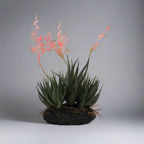 Aloe community decorative home ornament