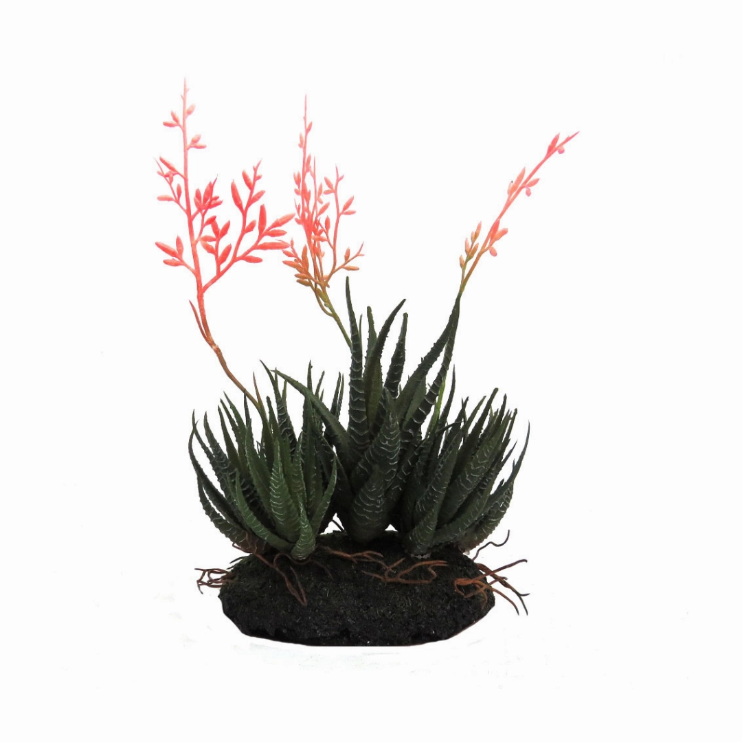 Aloe community