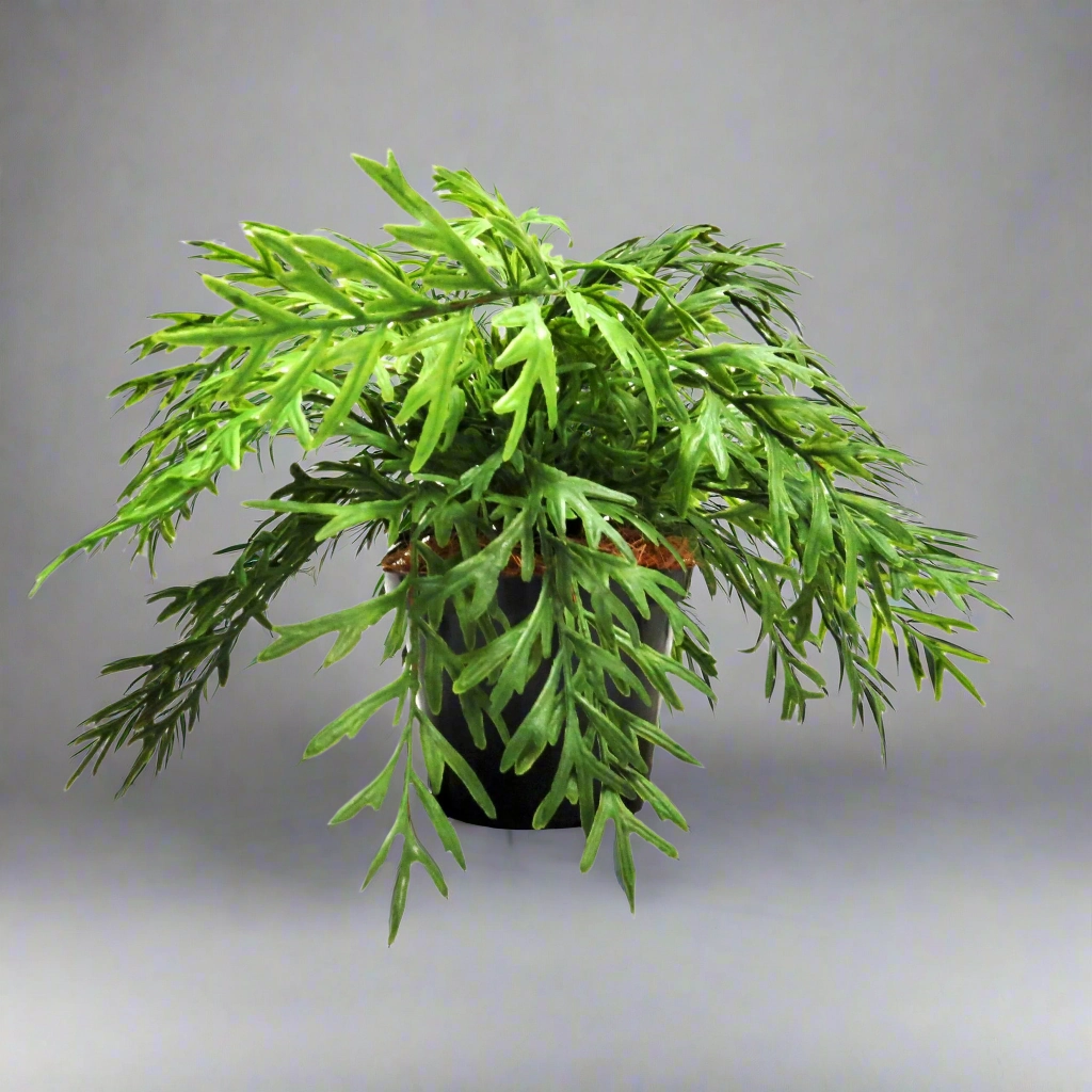 Antelaria Fern Potted decorative home ornament