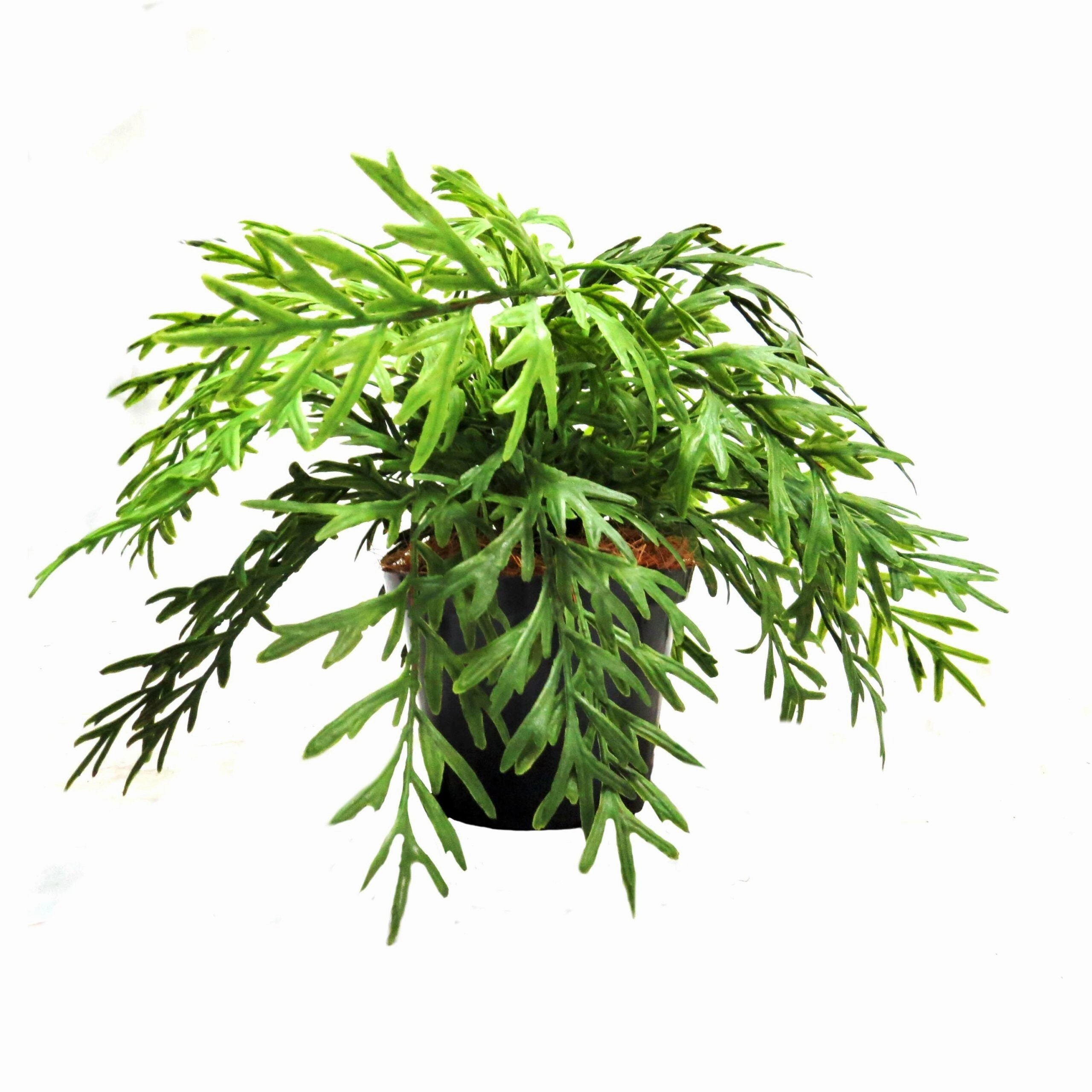 Antelaria Fern Potted