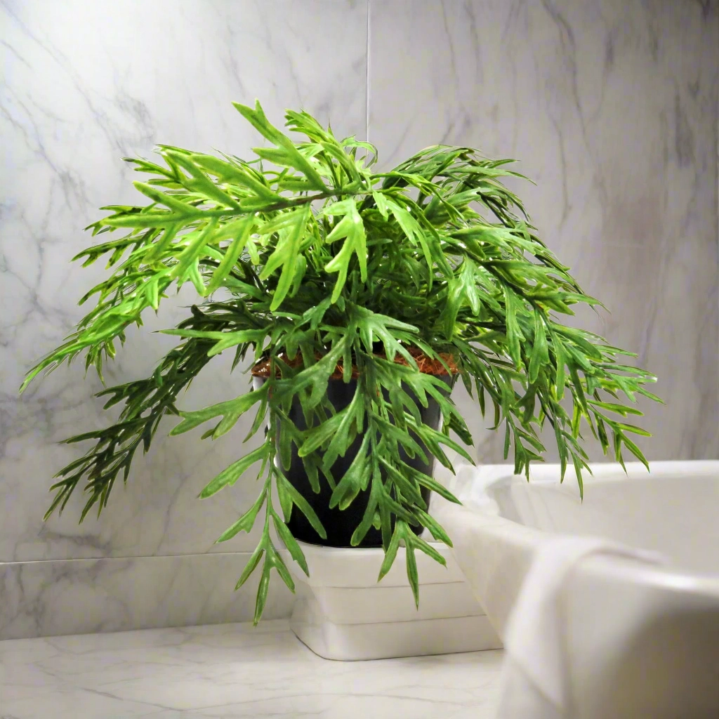 Antelaria Fern Potted