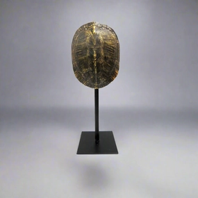 Apollo decorative home ornament