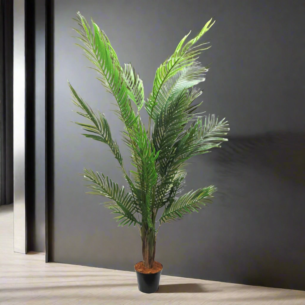 Areca Palm 6