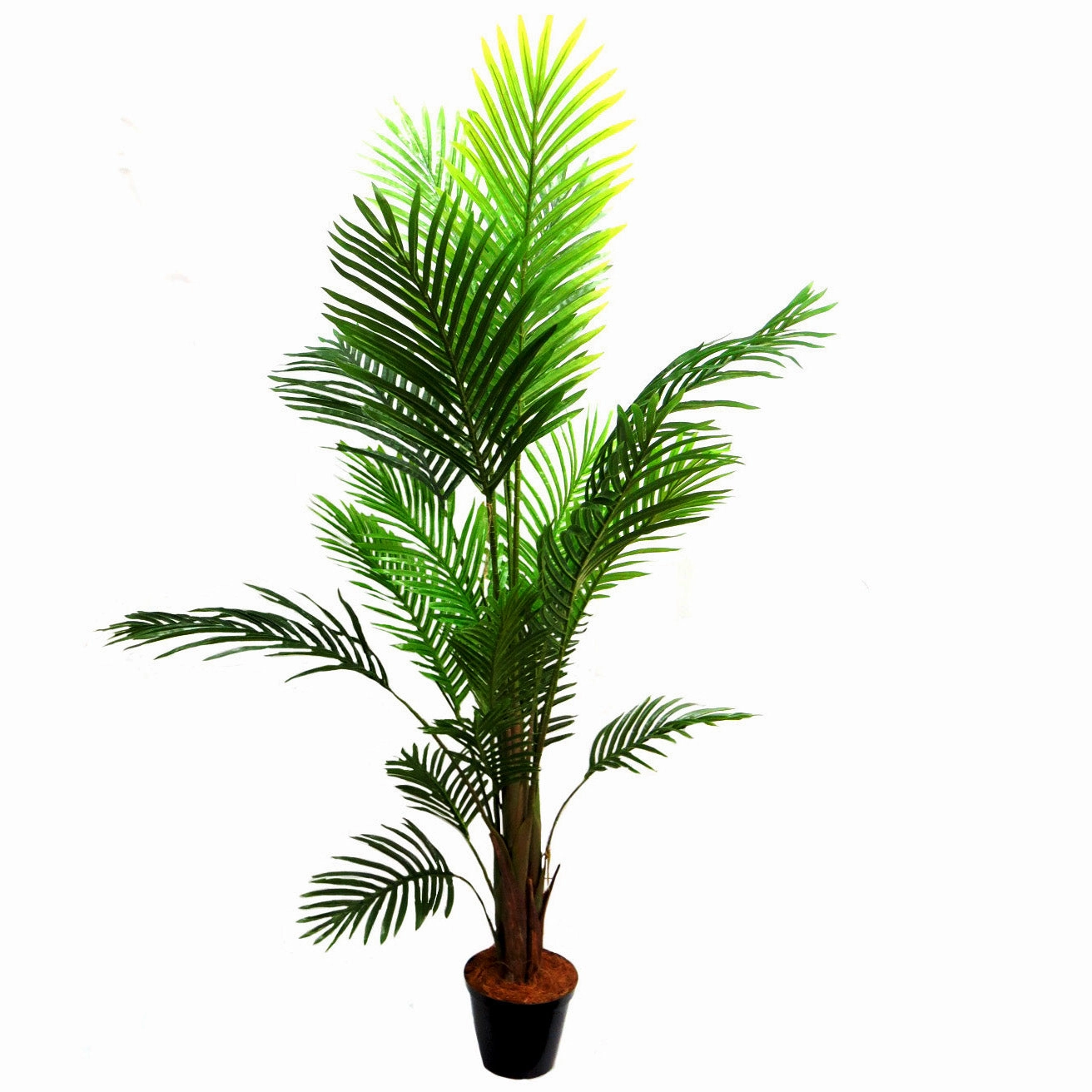 Areca Palm 7
