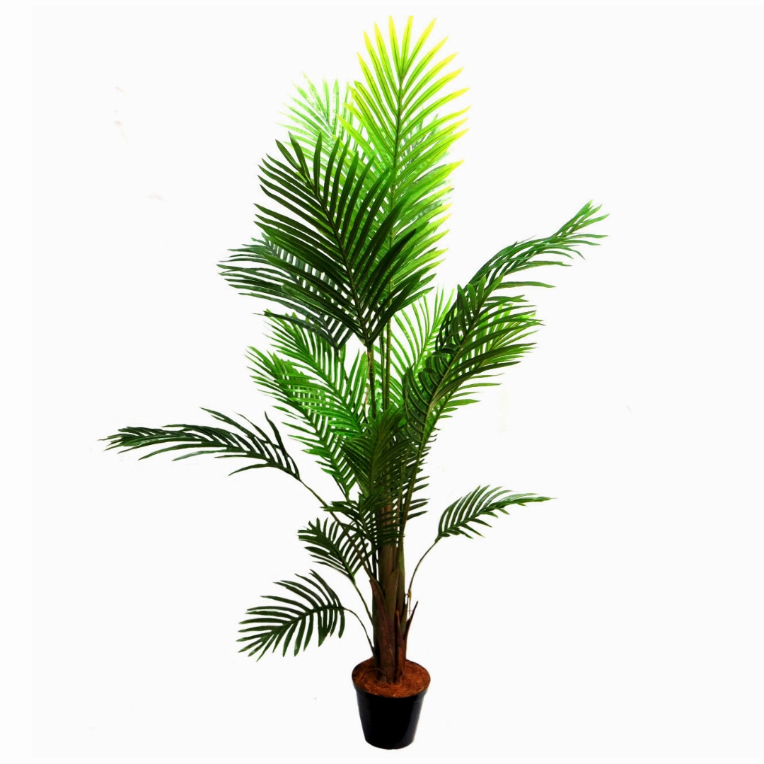 Areca Palm 7