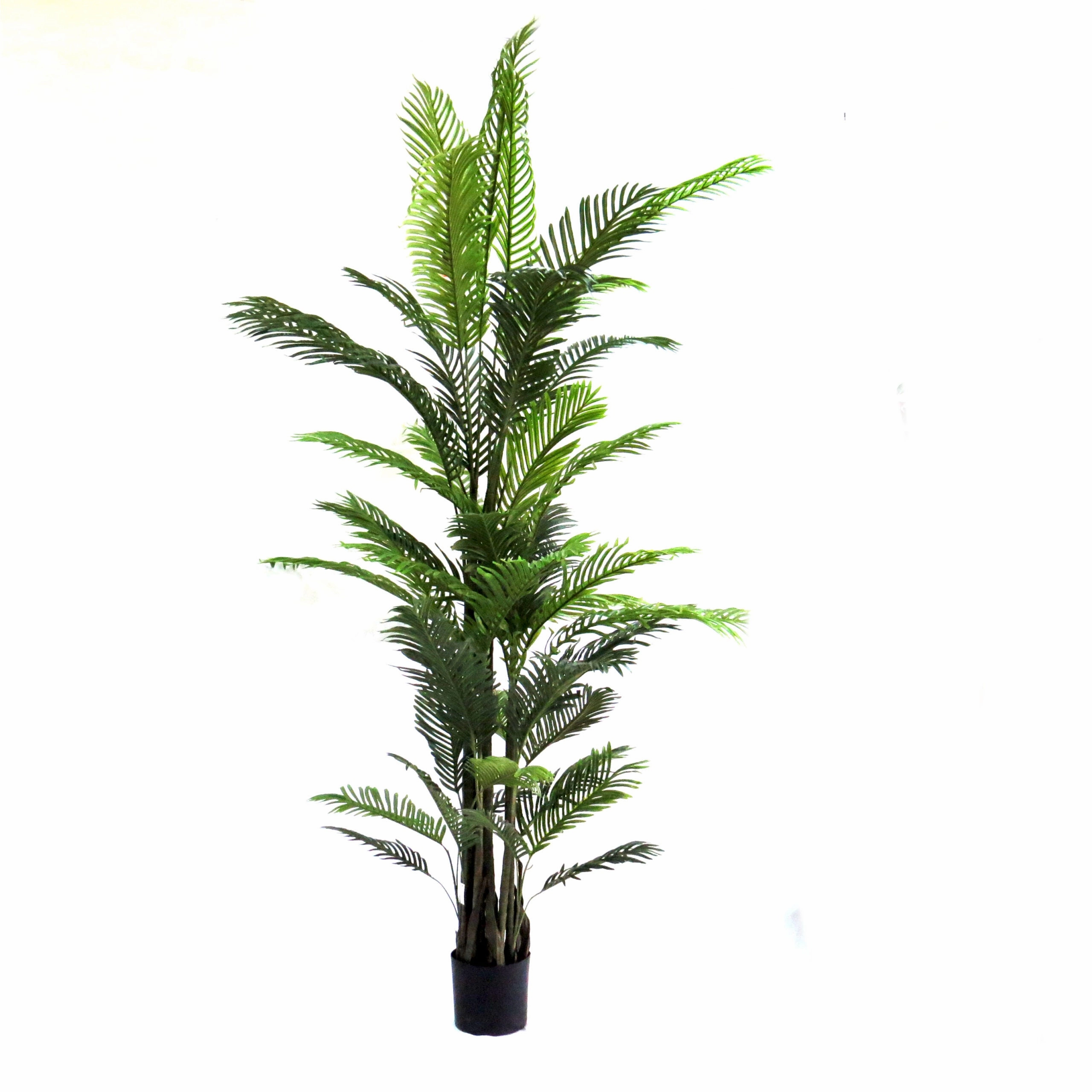 Areca Palm Magnifica
