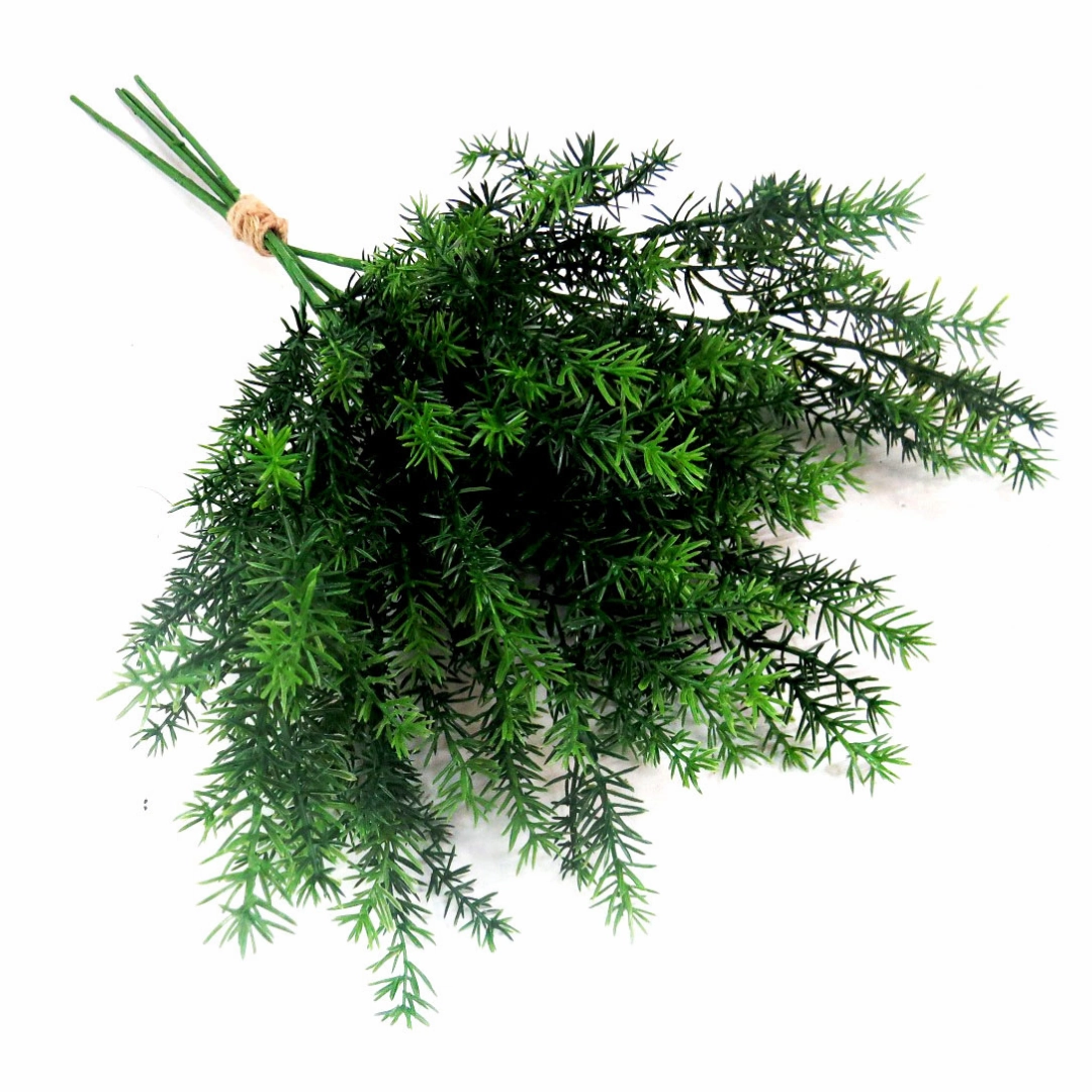 Asparagus Fern Bunch