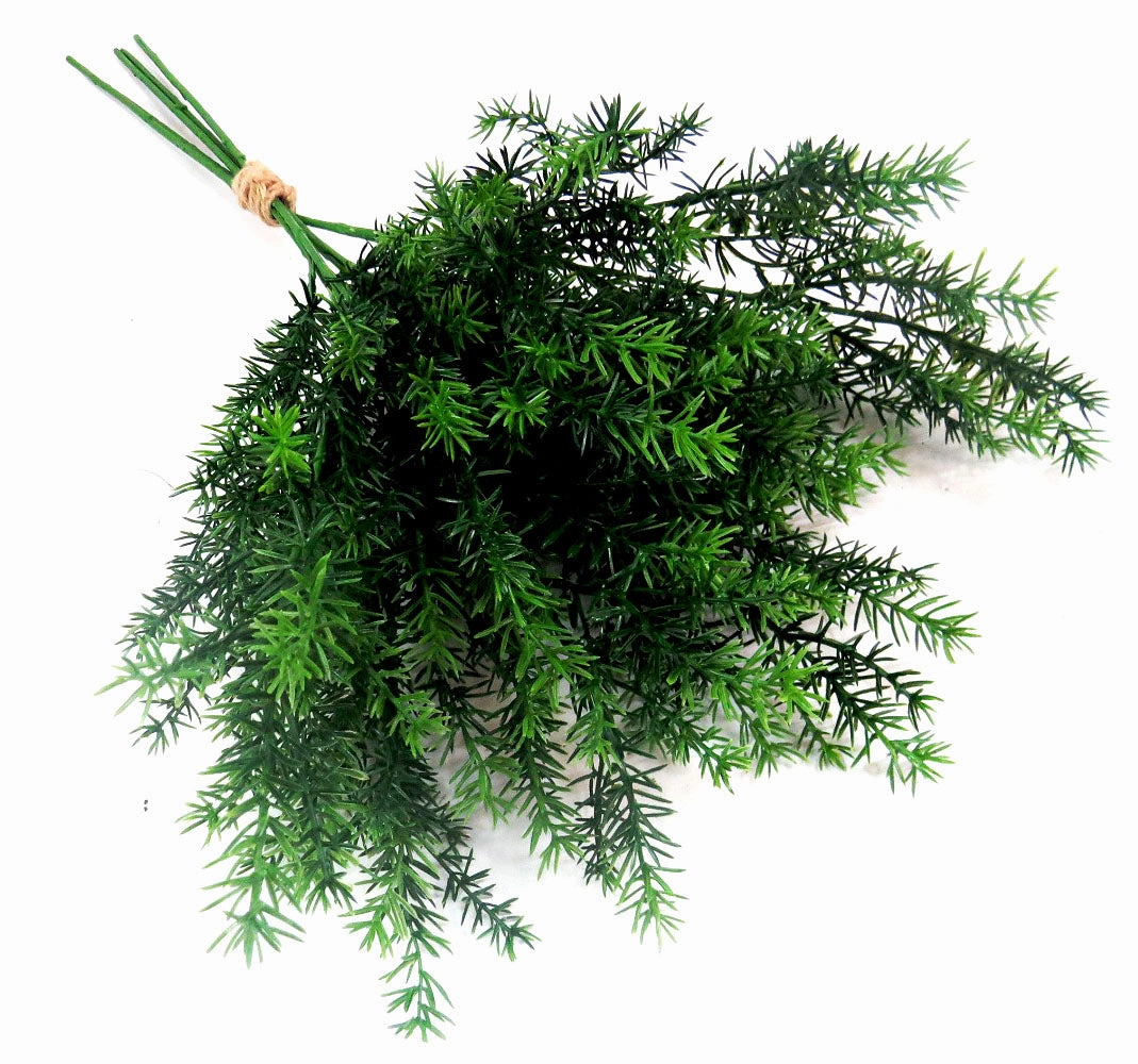 Asparagus Fern Bunch