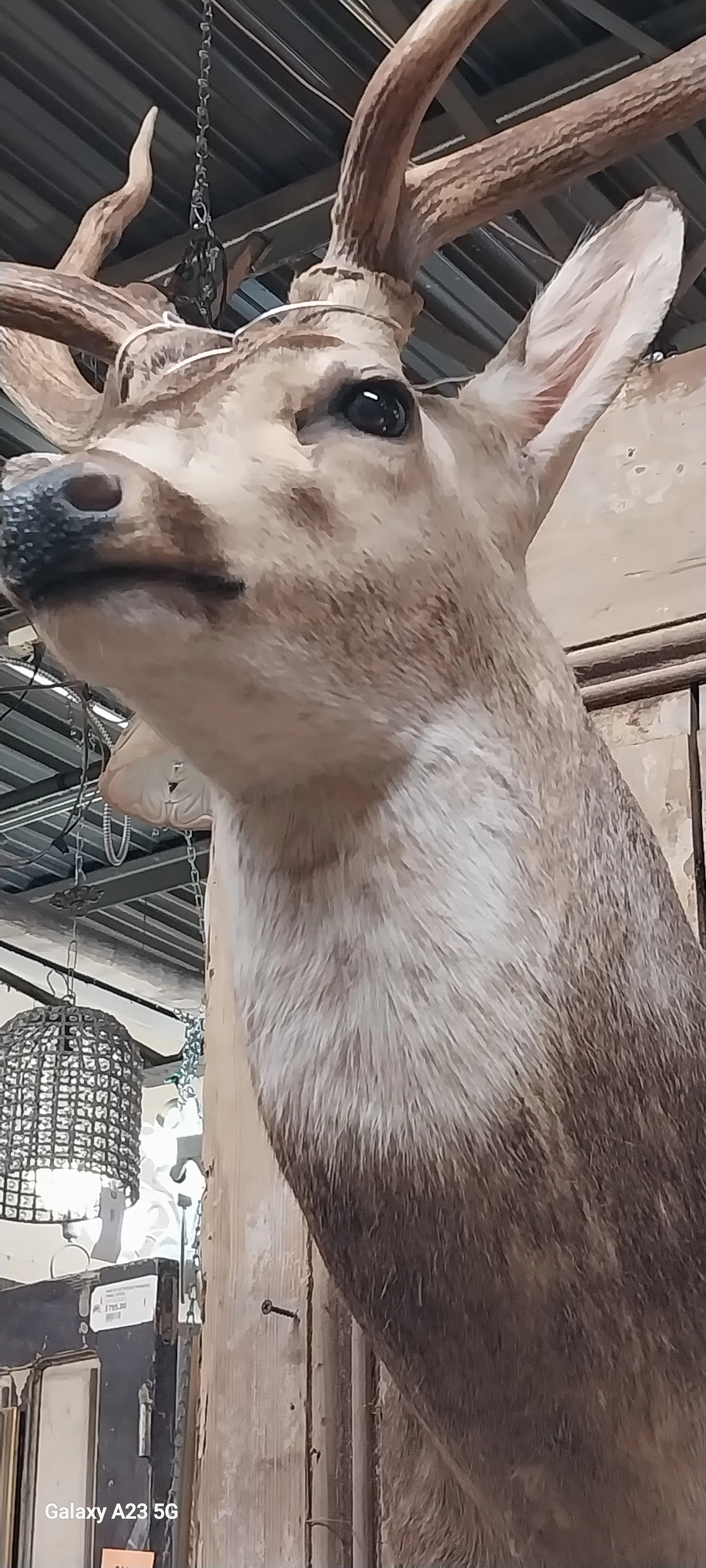 AXIS  SPOTTED DEER HEAD MOUNT