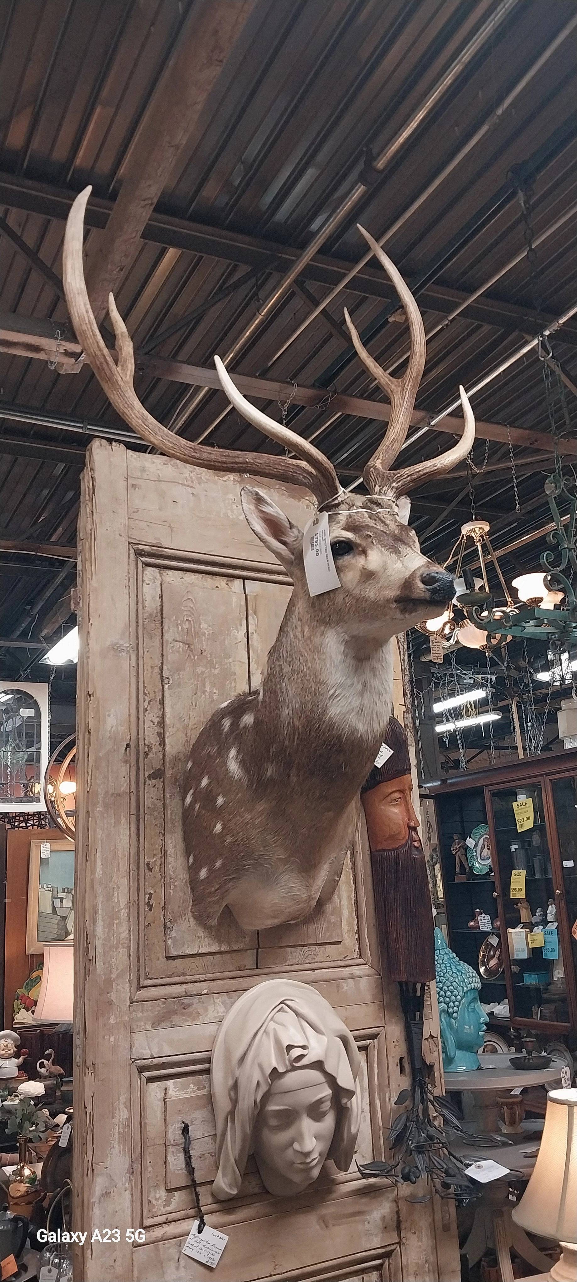 AXIS  SPOTTED DEER HEAD MOUNT