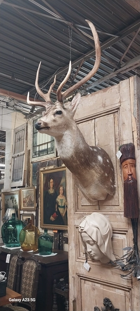 AXIS  SPOTTED DEER HEAD MOUNT artistic wall mural