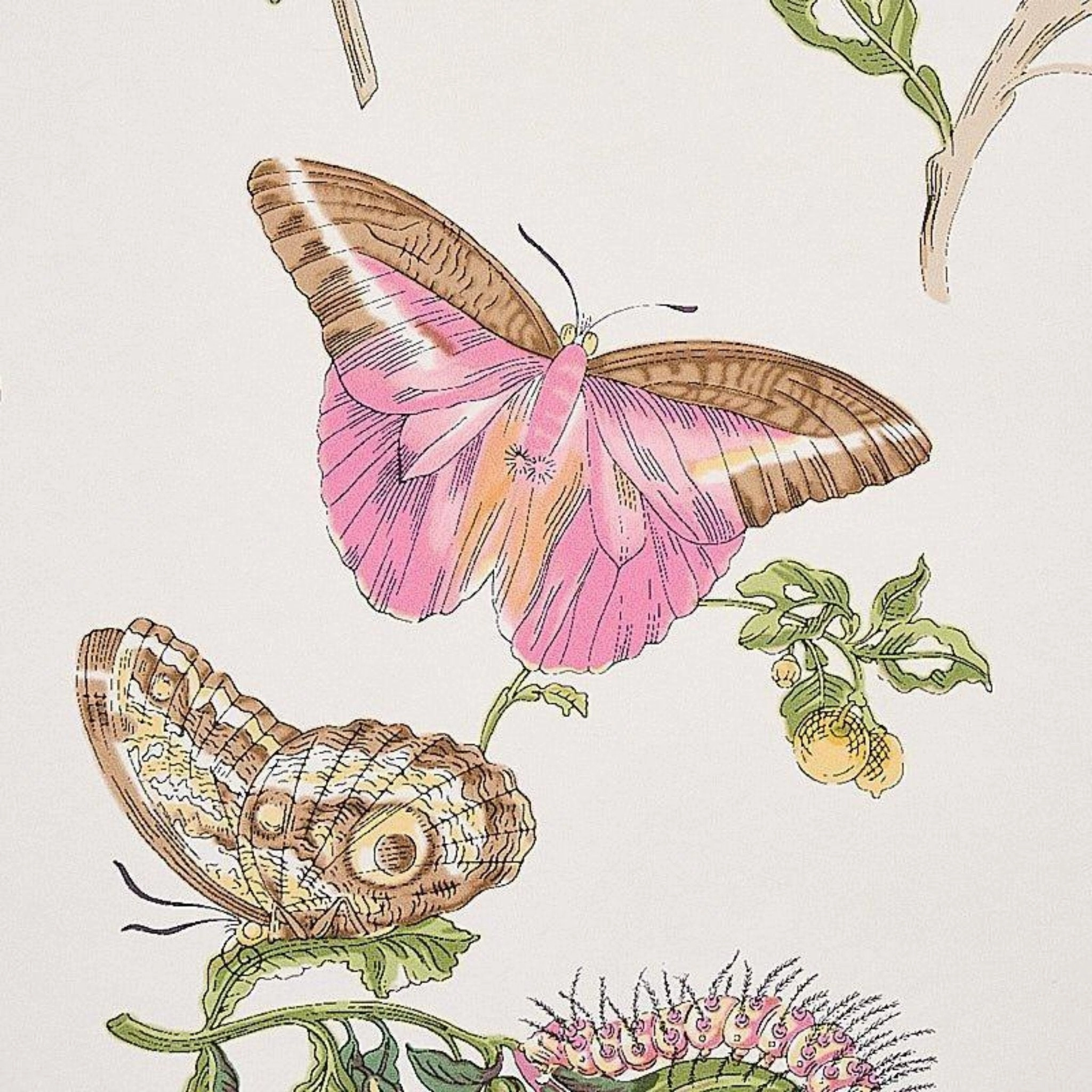 Baudin Butterfly Wallpaper in Blush