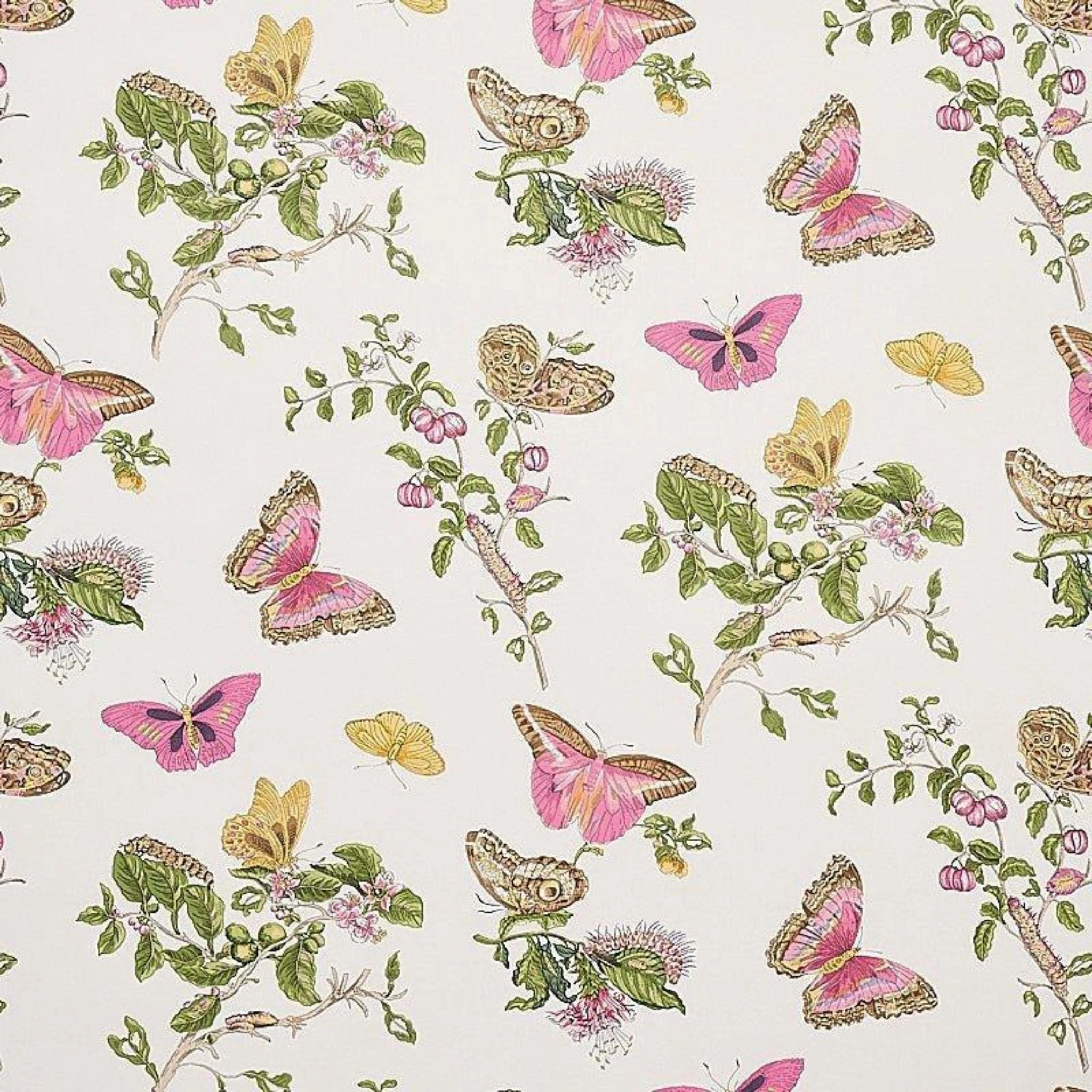 Baudin Butterfly Wallpaper in Blush paper wall covering
