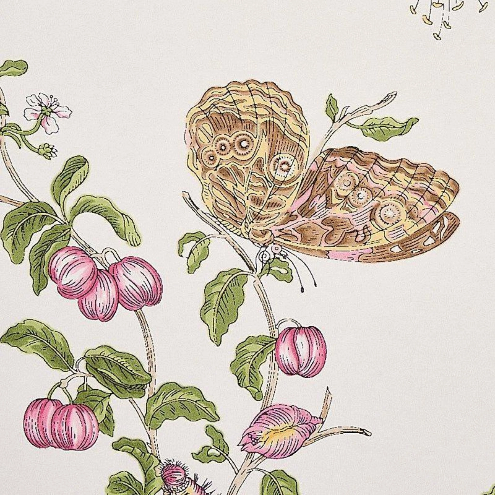 Baudin Butterfly Wallpaper in Blush