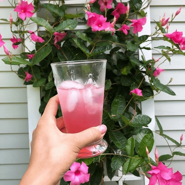 Bee Ice Tea Glass, Set of 6