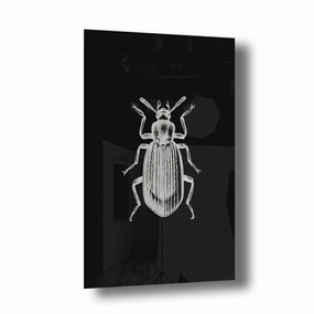Beetle Silver on Acrylic framed mural artwork