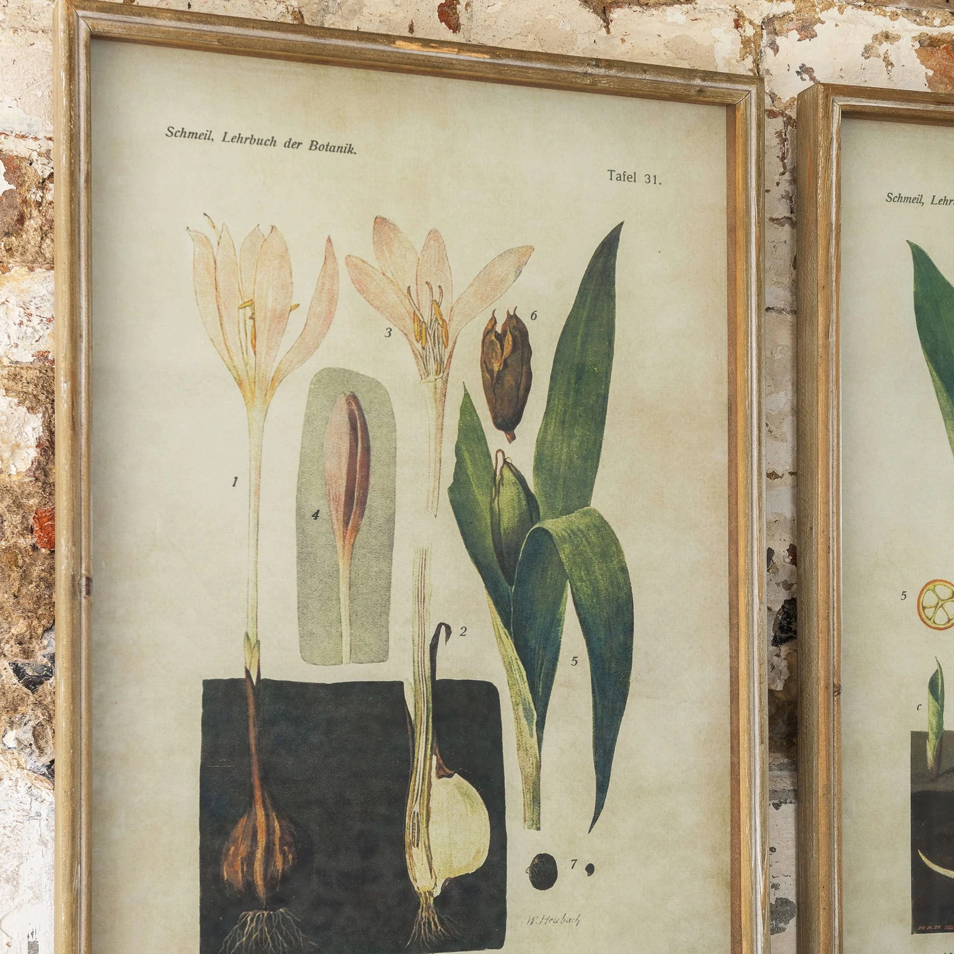 Brockby Set of Two Framed Lily of Valley and Crocus Wall Art 70cm