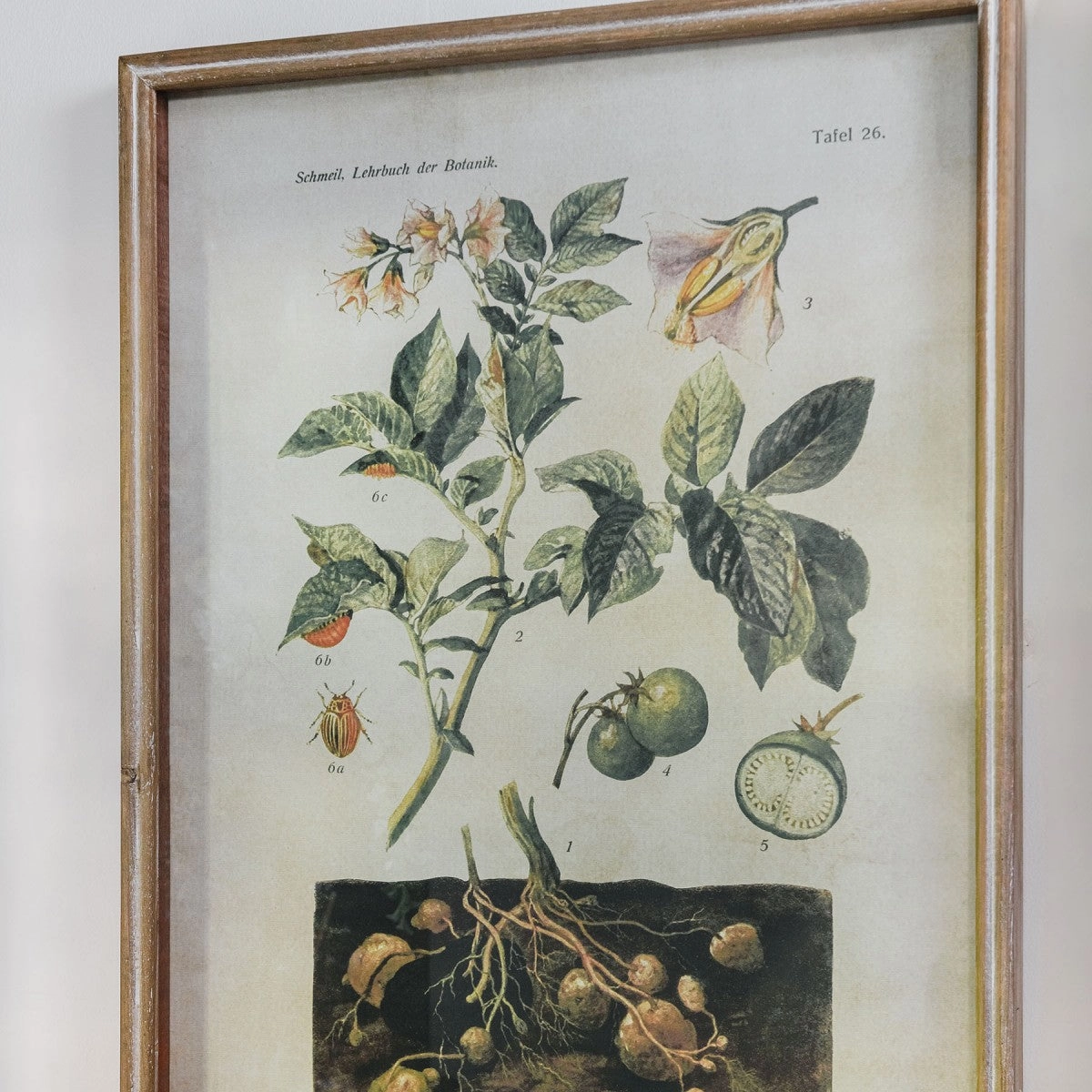 Brookby Set of Two Framed Potato and Hazel Wall art