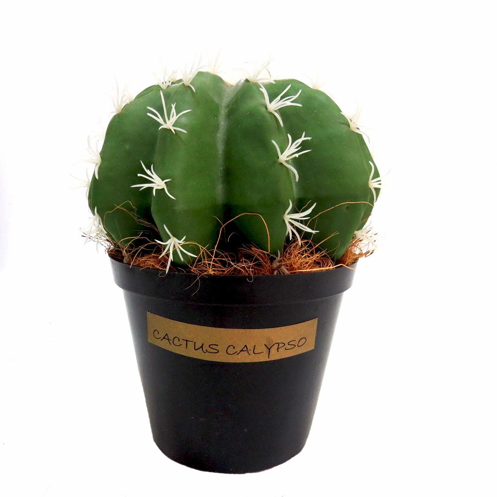 Cactus Calypso