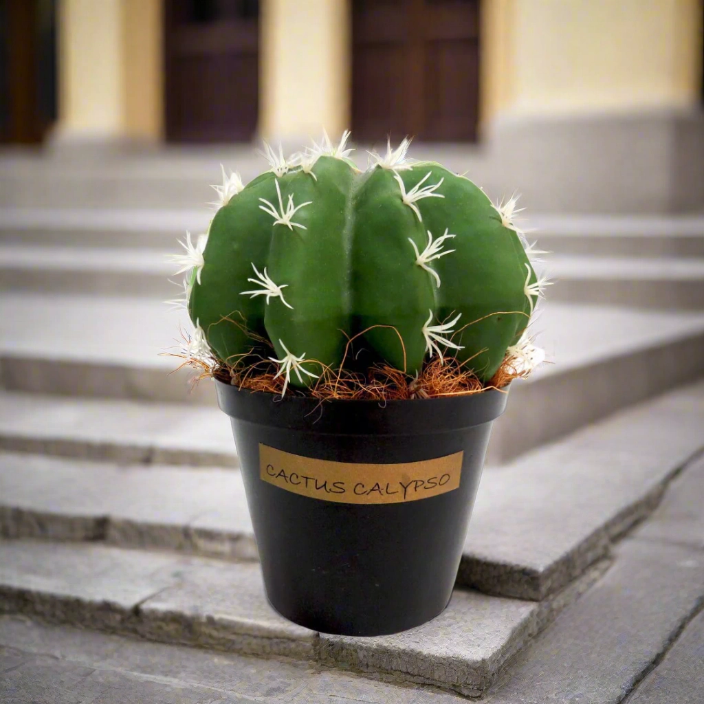 Cactus Calypso