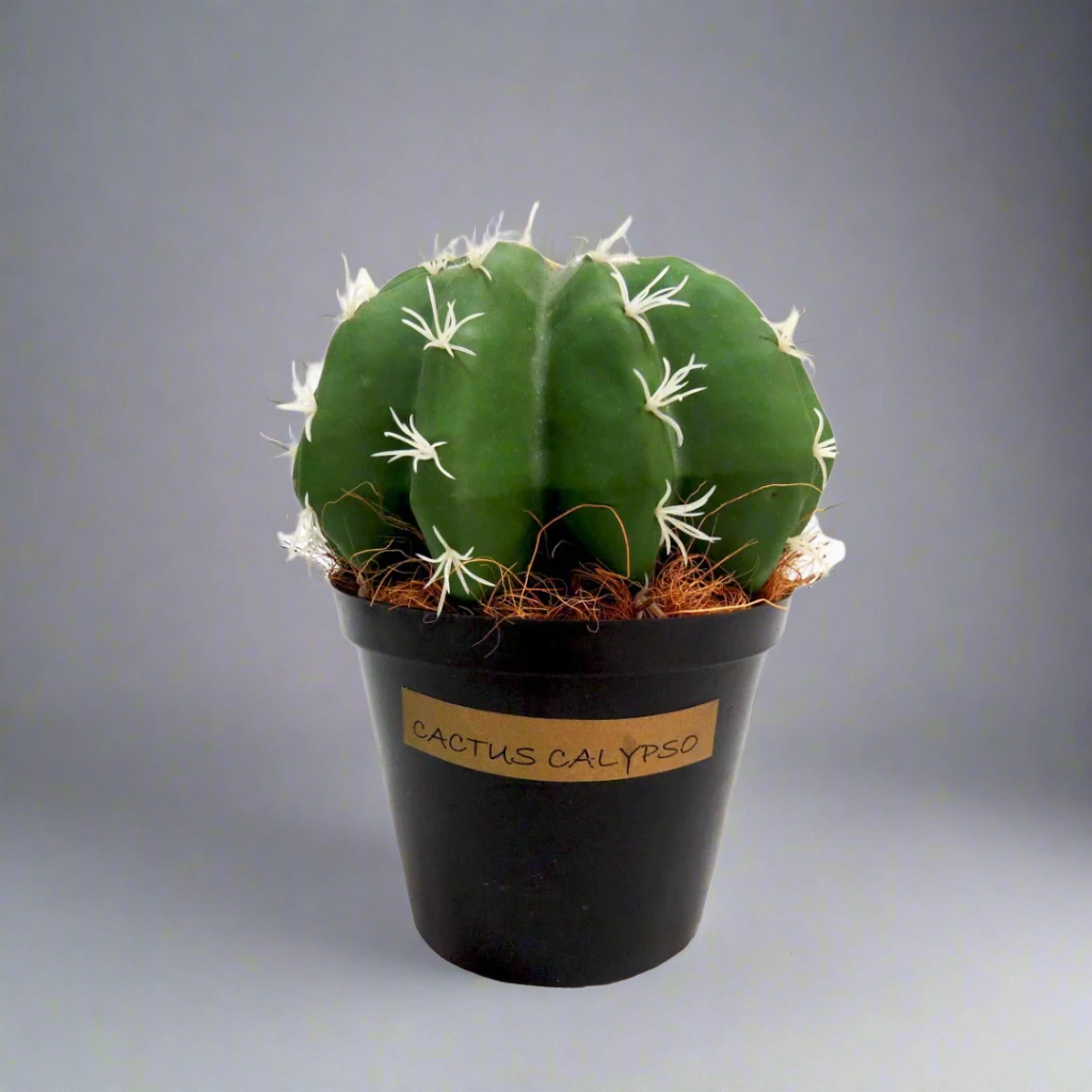 Cactus Calypso decorative home ornament