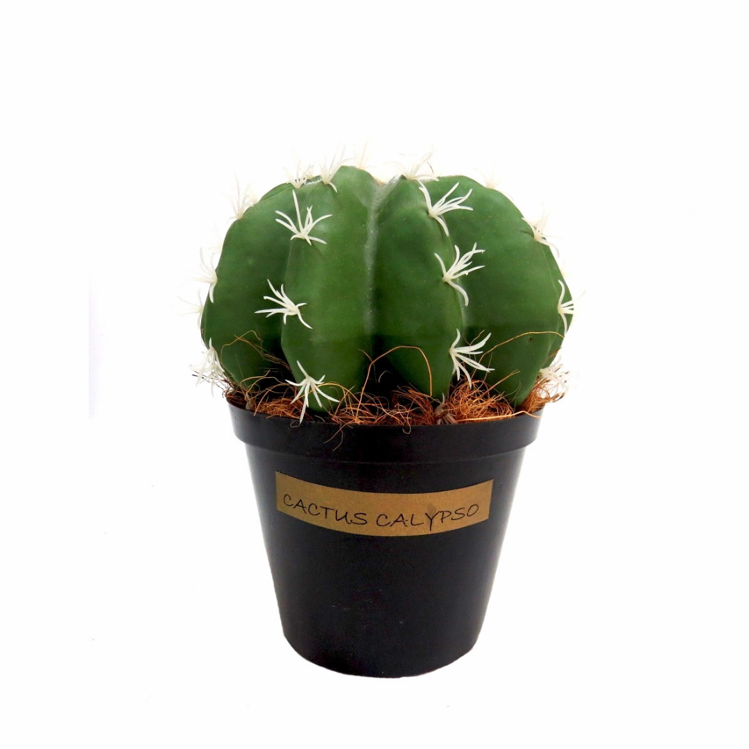 Cactus Calypso