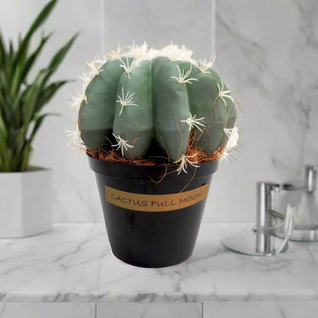 Cactus Full Moon
