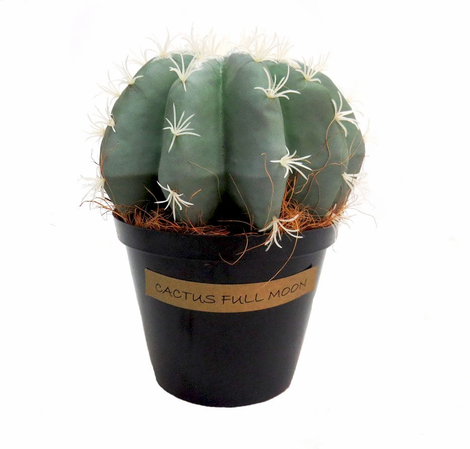 Cactus Full Moon